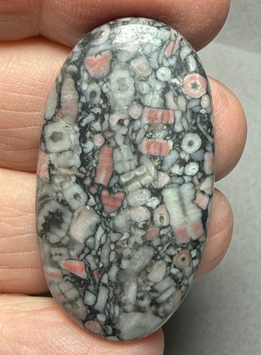 Oval 41x22mm Crinoid Fossil Cabochon 38