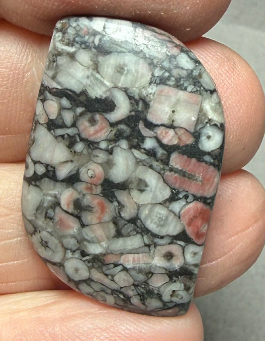 Freeform 33x21mm Crinoid Fossil Cabochon 39