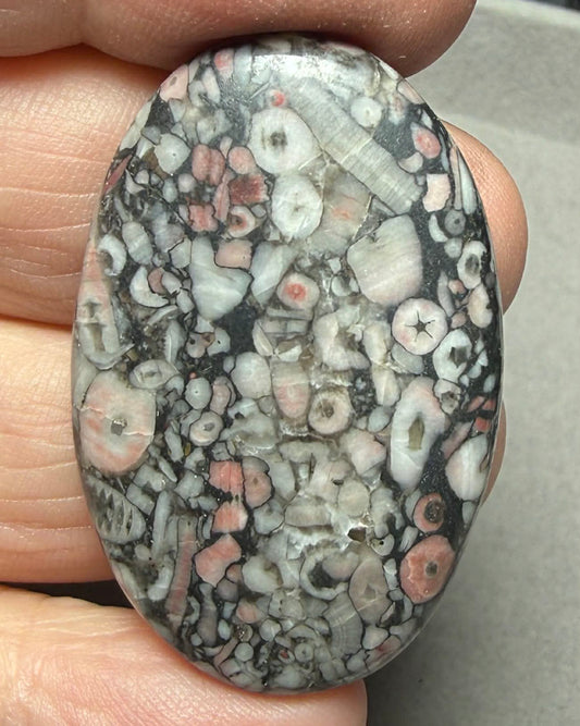 Oval 41x27mm Crinoid Fossil Cabochon 40