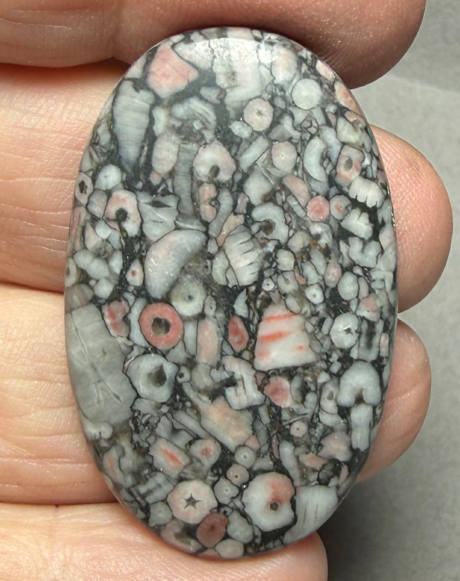 Oval 42x25mm Crinoid Fossil Cabochon 42