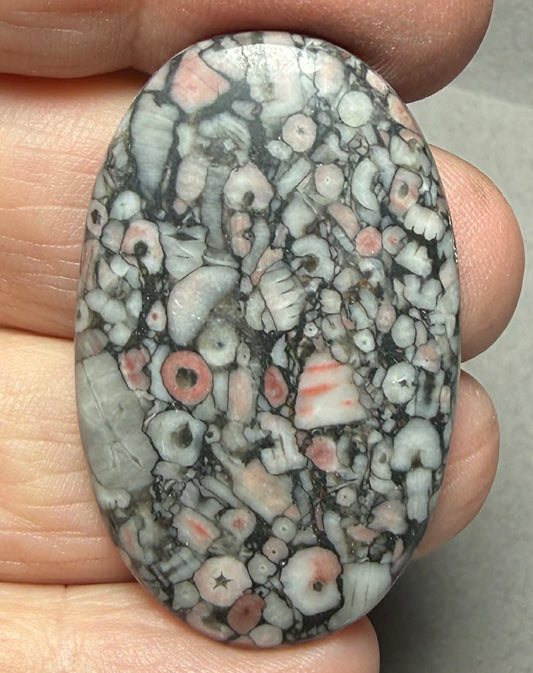 Oval 42x25mm Crinoid Fossil Cabochon 42