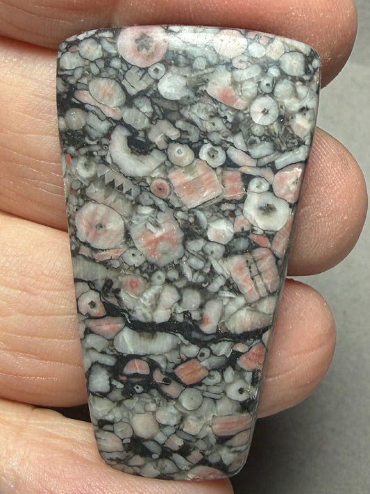 Freeform 43x24mm Crinoid Fossil Cabochon 44