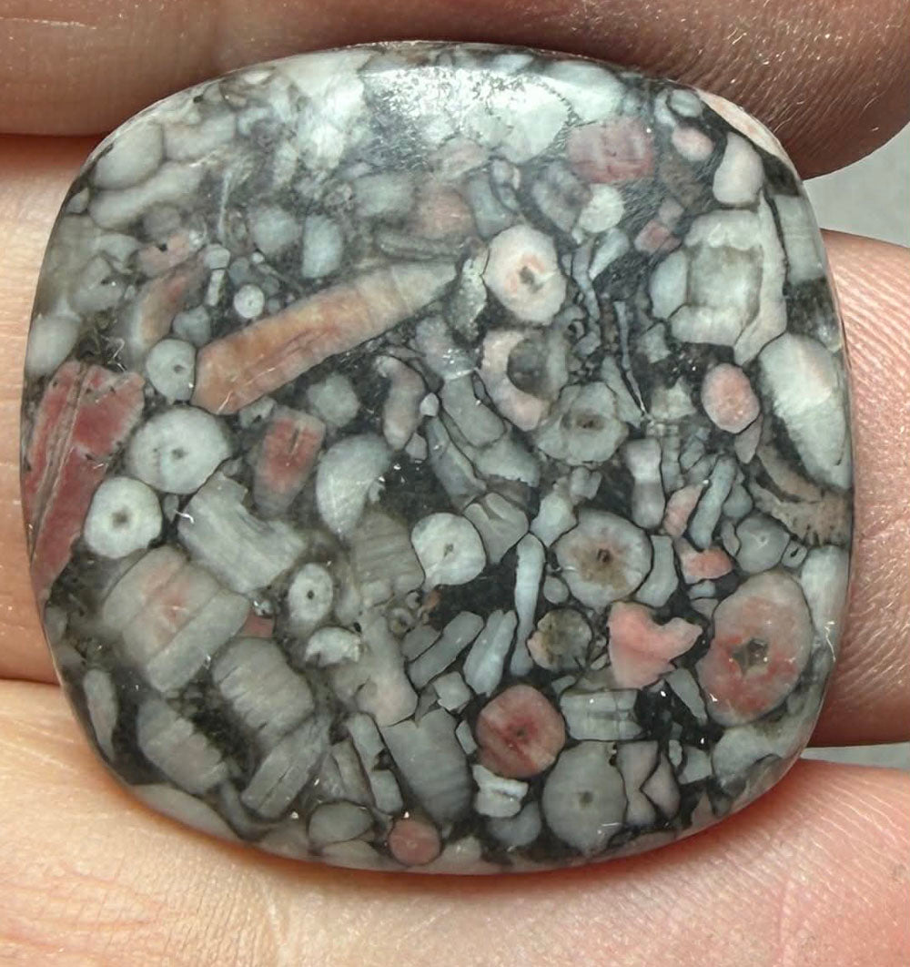 Square 25x25mm Crinoid Fossil Cabochon 45