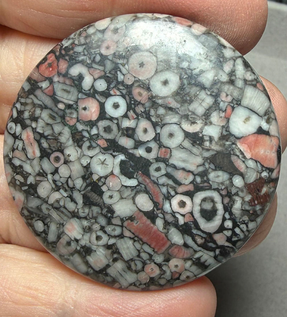 Round 41x41mm Crinoid Fossil Cabochon 46