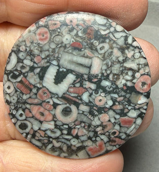 Round 42x42mm Crinoid Fossil Cabochon 48