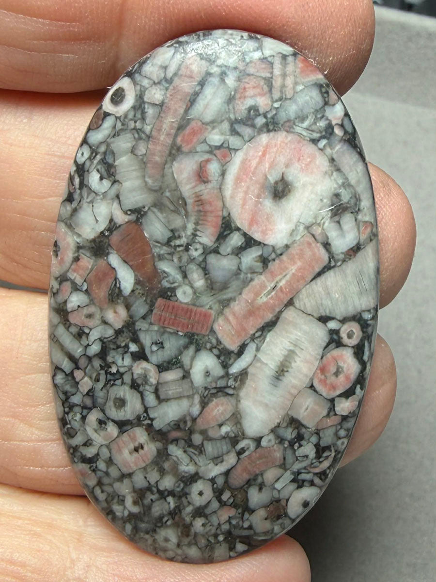 Oval 49x29mm Crinoid Fossil Cabochon 49