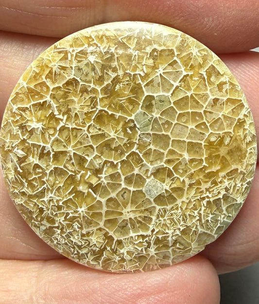 Round 31x31mm Flower Fossil Coral Cabochon 14