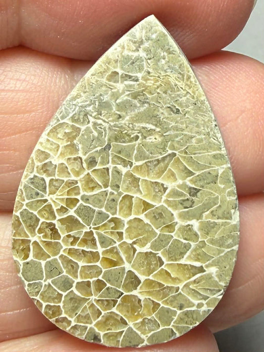 Teardrop 32x22mm Flower Fossil Coral Cabochon 15