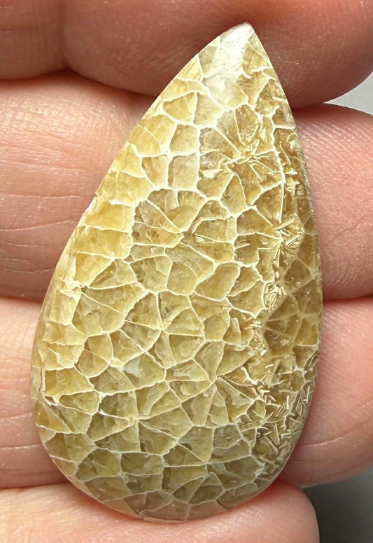 Teardrop 36x20mm Flower Fossil Coral Cabochon 16