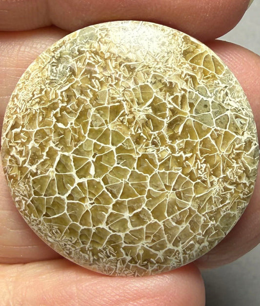 Round 30x30mm Flower Fossil Coral Cabochon 17