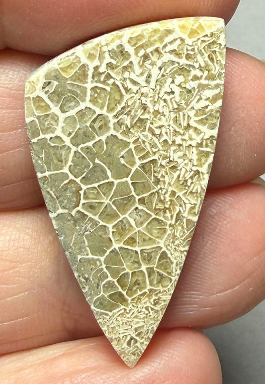 Freeform 34x18mm Flower Fossil Coral Cabochon 18