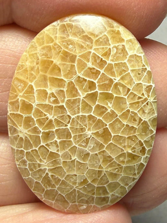 Oval 30x23mm Flower Fossil Coral Cabochon 19