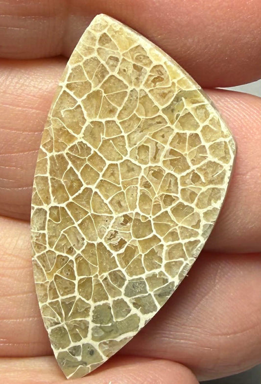 Freeform 36x19mm Flower Fossil Coral Cabochon 21