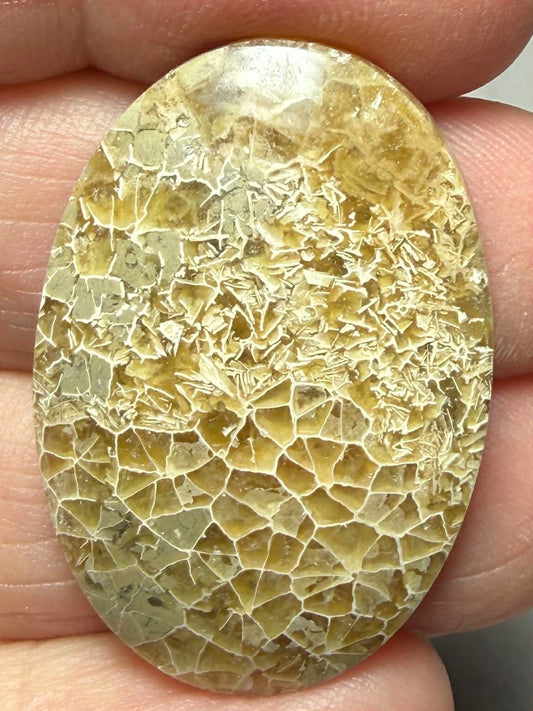 Oval 33x23mm Flower Fossil Coral Cabochon 22