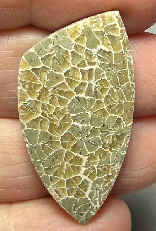Freeform 37x19mm Flower Fossil Coral Cabochon 23