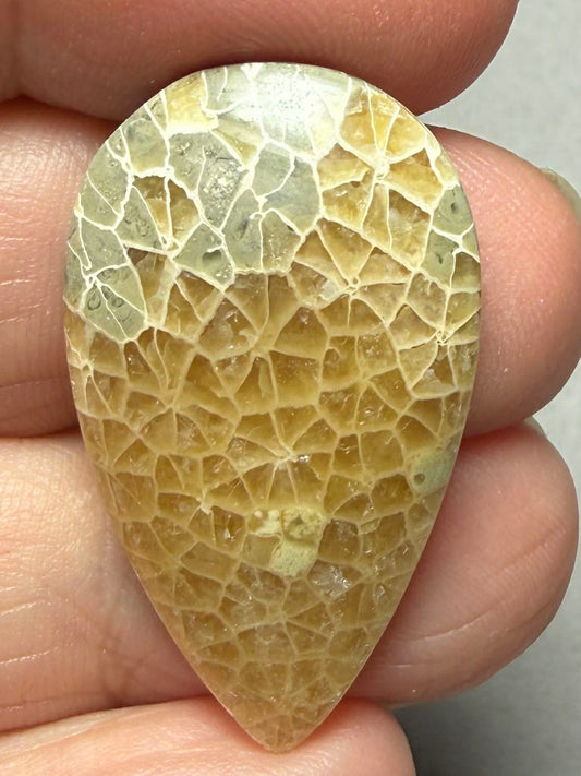 Teardrop 37x22mm Flower Fossil Coral Cabochon 24
