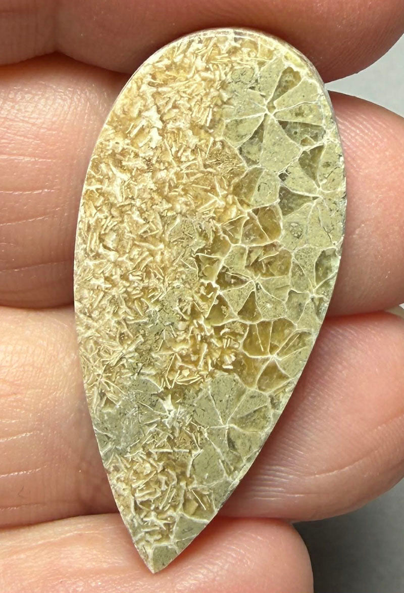 Teardrop 35x17mm Flower Fossil Coral Cabochon 28