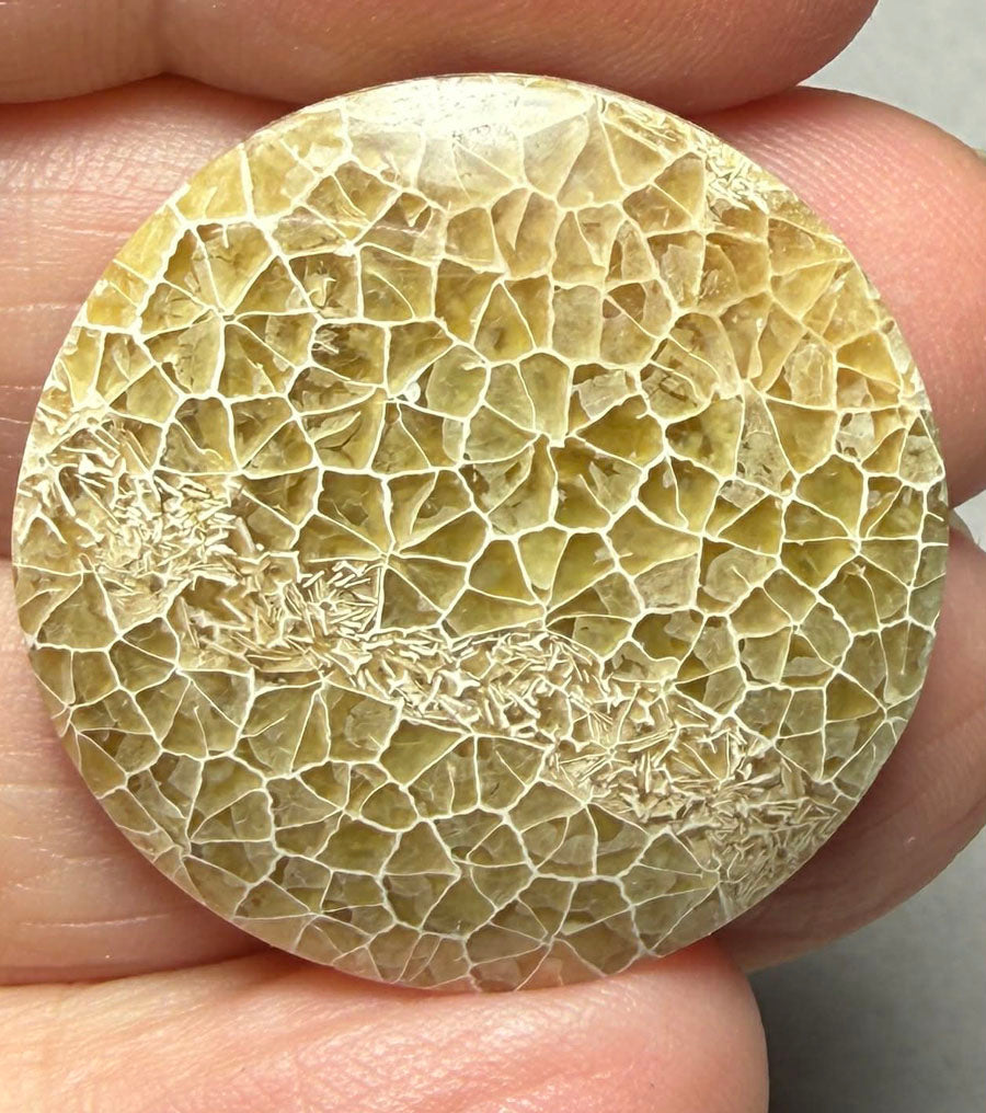 Round 29x29mm Flower Fossil Coral Cabochon 29
