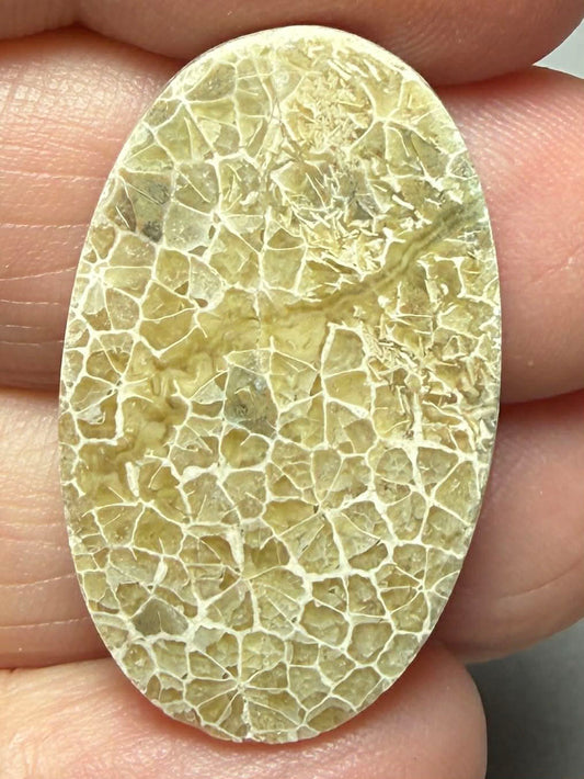 Oval 31x19mm Flower Fossil Coral Cabochon 30