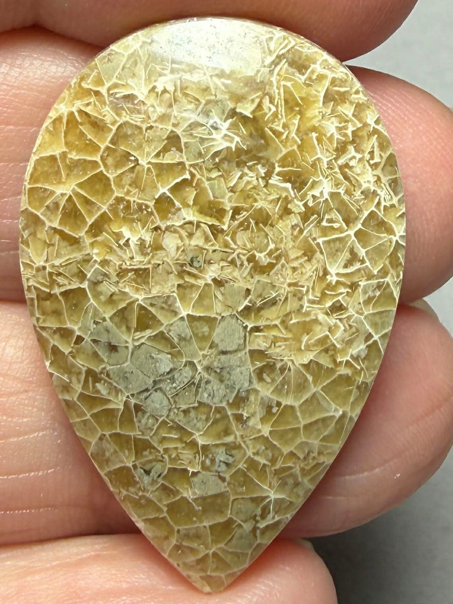 Teardrop 35x23mm Flower Fossil Coral Cabochon 31