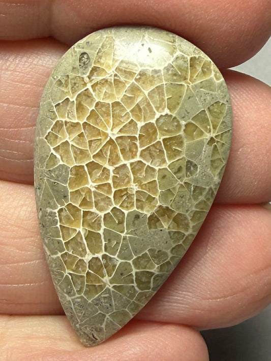Teardrop 34x20mm Flower Fossil Coral Cabochon 32