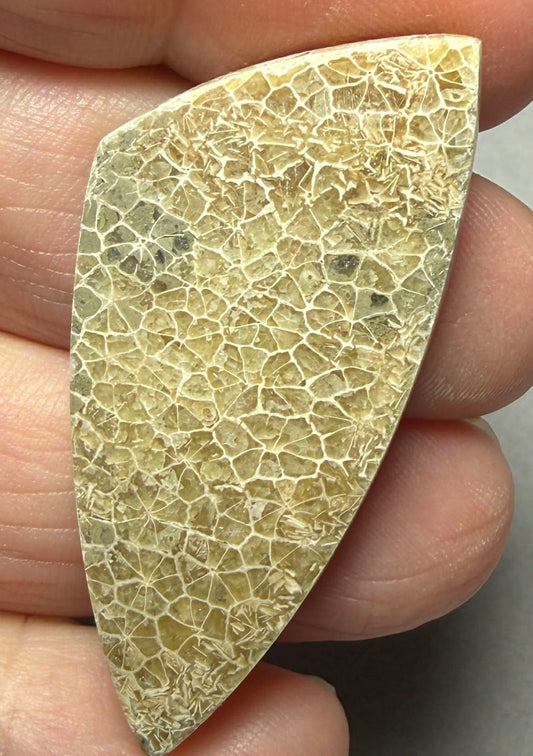 Freeform 46x21mm Flower Fossil Coral Cabochon 33