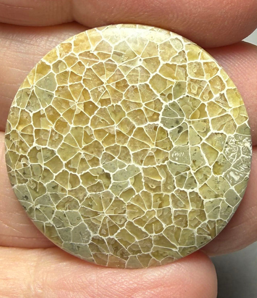 Round 30x30mm Flower Fossil Coral Cabochon 35