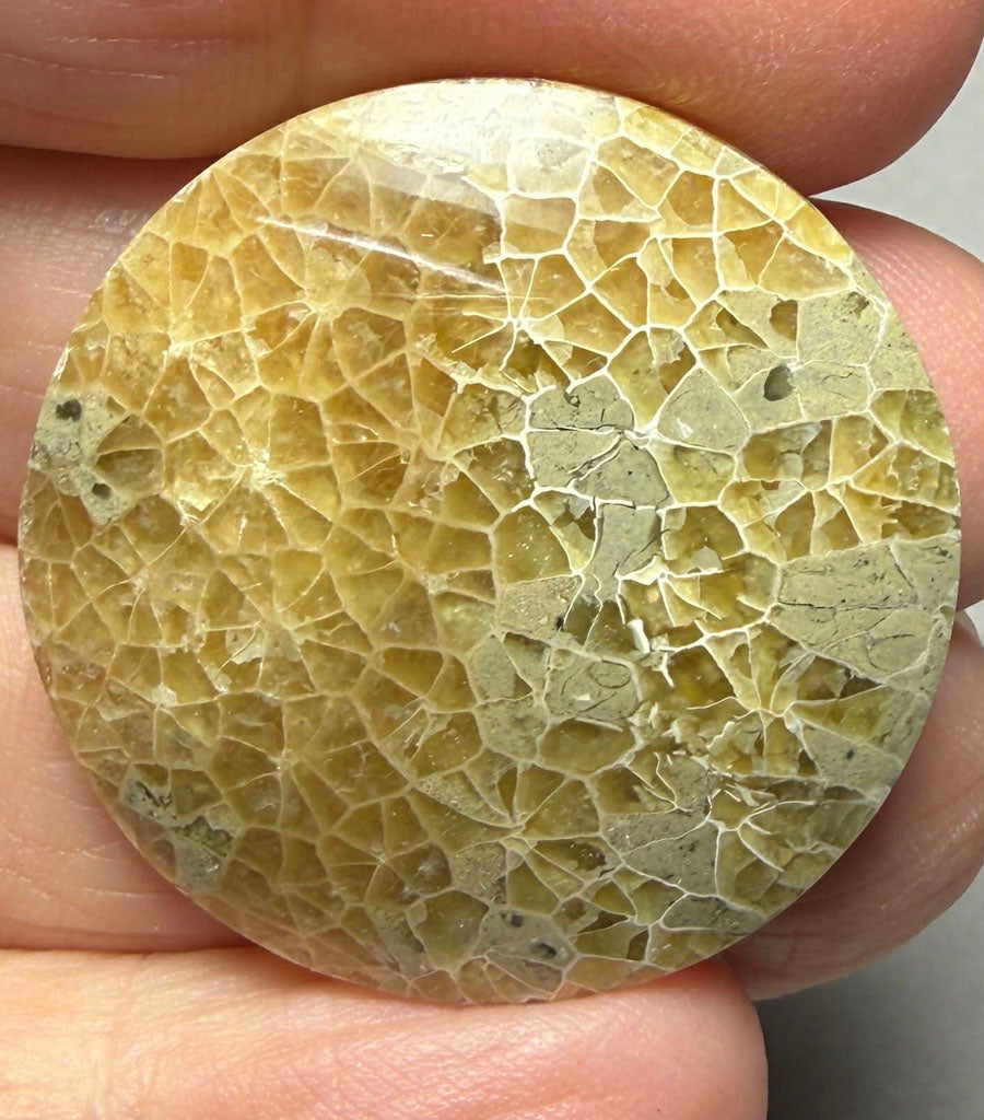 Round 31x31mm Flower Fossil Coral Cabochon 37