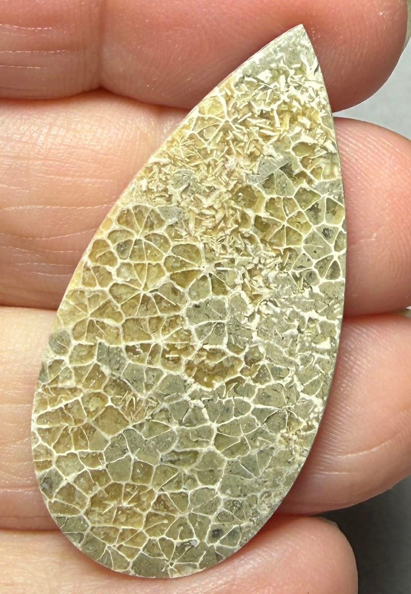 Teardrop 42x21mm Flower Fossil Coral Cabochon 38
