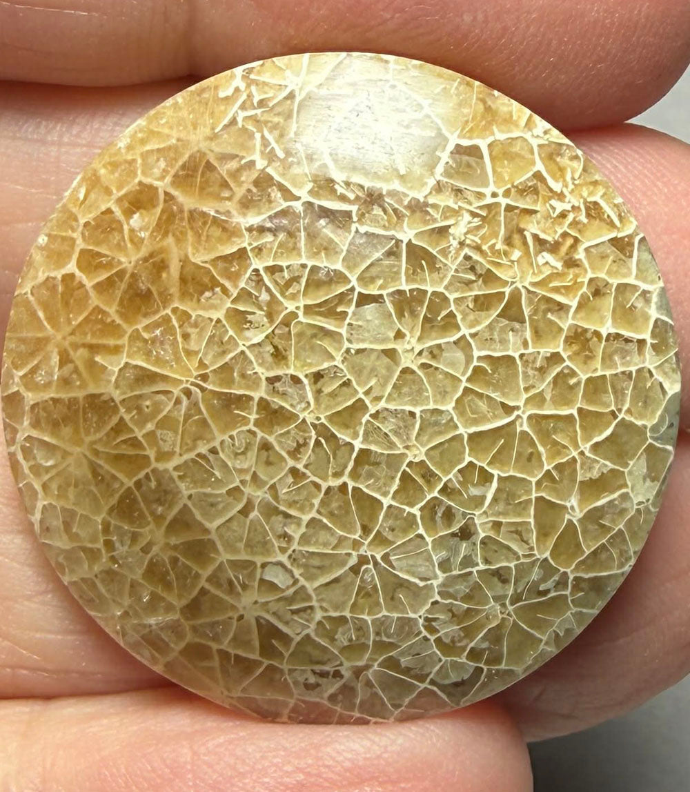 Round 30x30mm Flower Fossil Coral Cabochon 39
