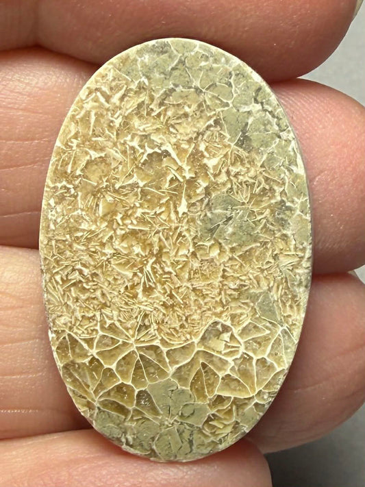 Oval 30x20mm Flower Fossil Coral Cabochon 41