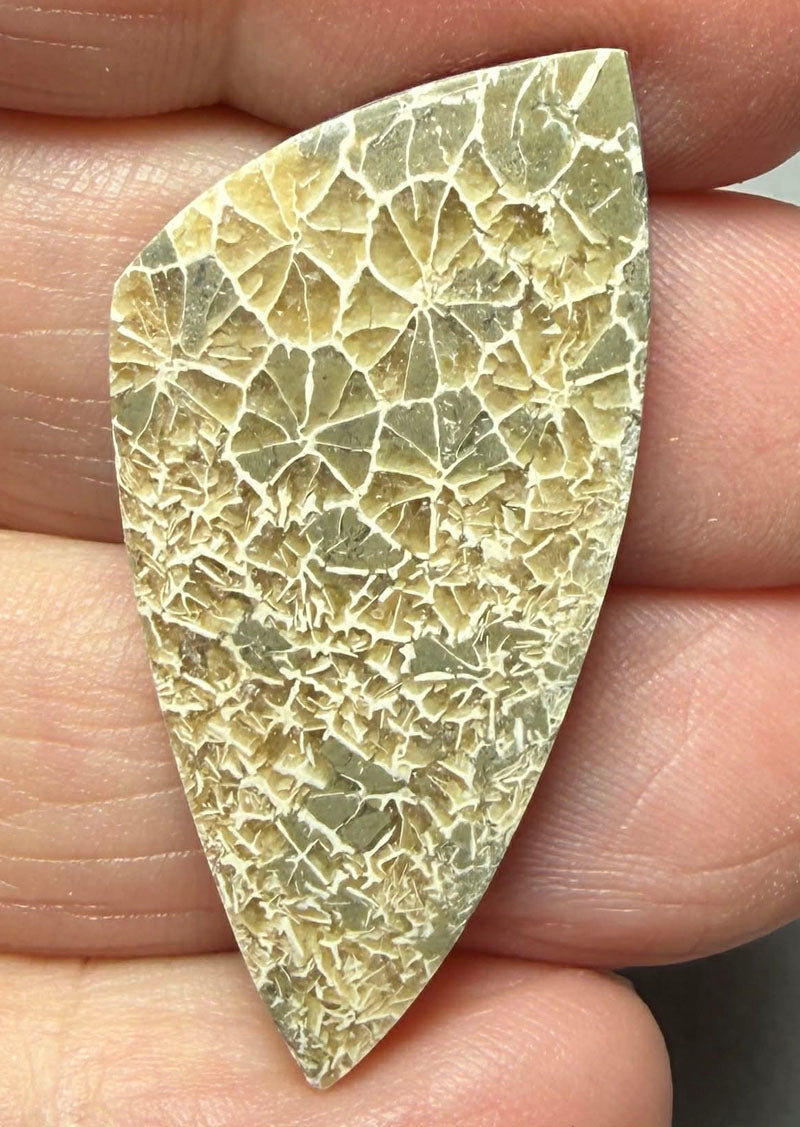 Freeform 38x18mm Flower Fossil Coral Cabochon 44