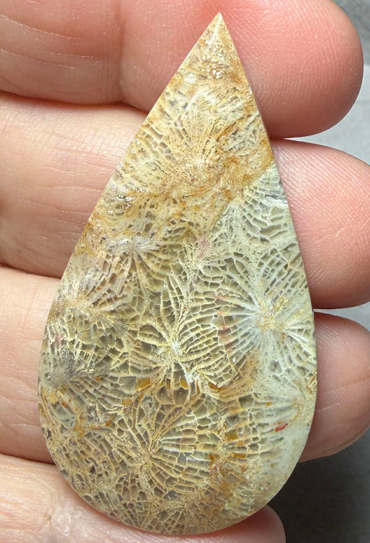 Teardrop 49x27mm Skeletal Fossil Coral Cabochon 34