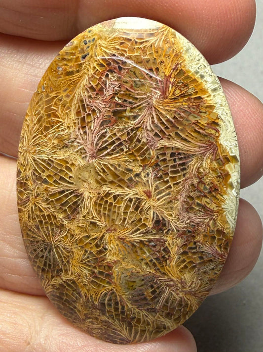 Oval 44x30mm Skeletal Fossil Coral Cabochon 36