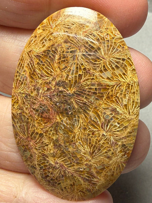 Oval 45x30mm Skeletal Fossil Coral Cabochon 38