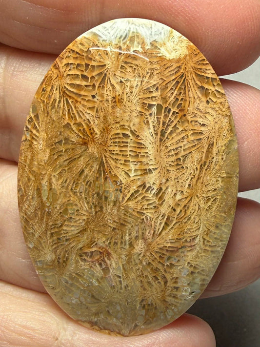 Oval 45x31mm Skeletal Fossil Coral Cabochon 39