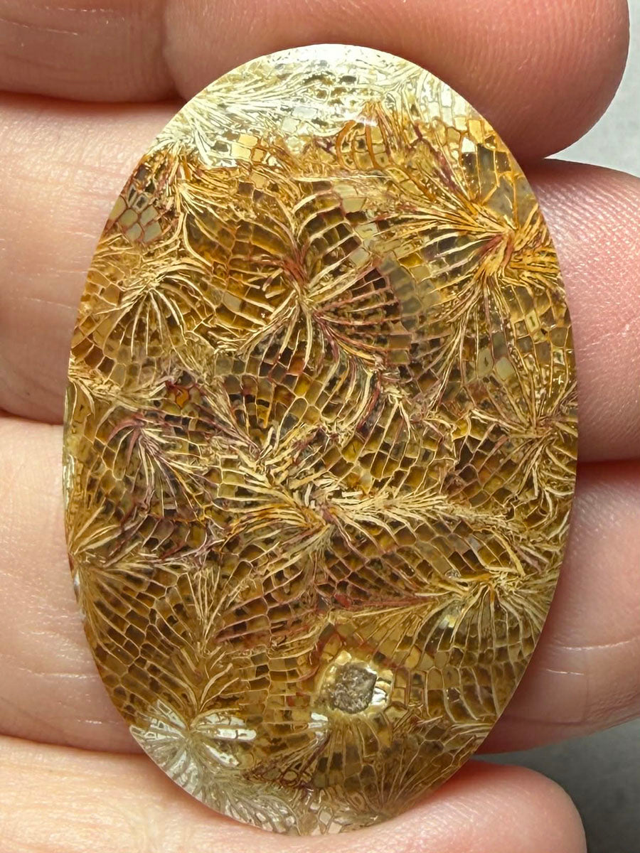 Oval 40x26mm Skeletal Fossil Coral Cabochon 41
