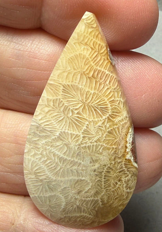 Teardrop 43x23mm Skeletal Fossil Coral Cabochon 42