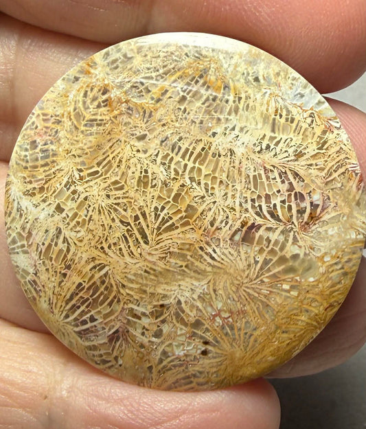 Round 35x35mm Skeletal Fossil Coral Cabochon 44