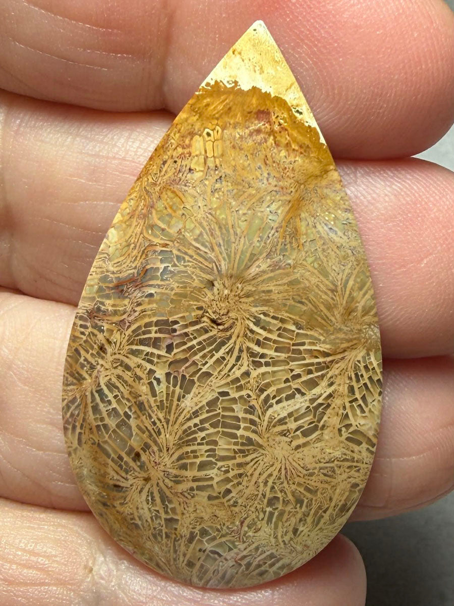 Teardrop 44x25mm Skeletal Fossil Coral Cabochon 45