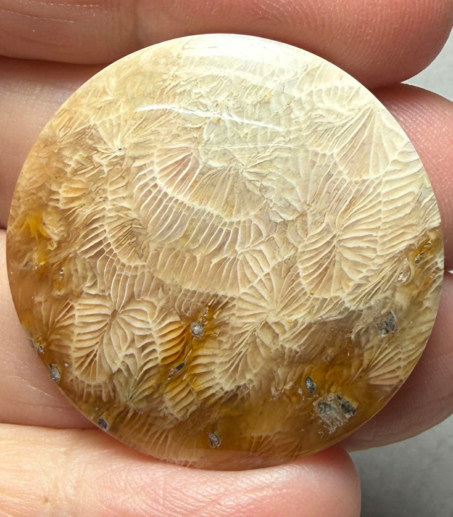 Round 33x33mm Skeletal Fossil Coral Cabochon 46