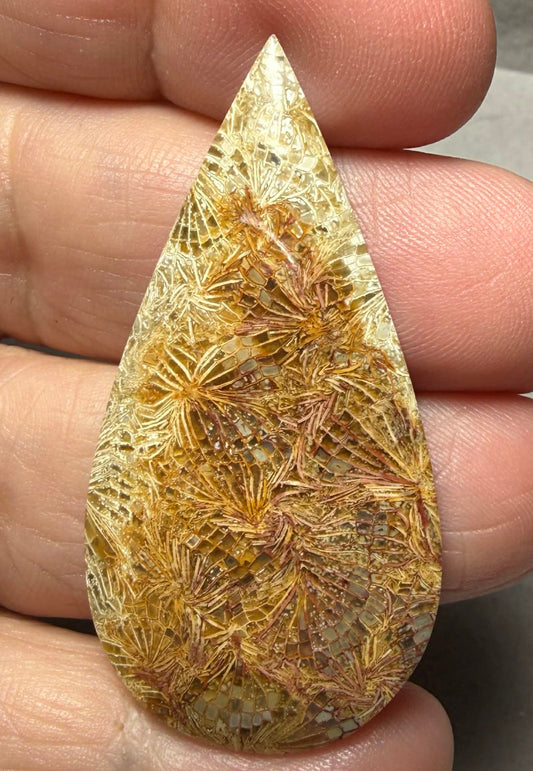 Teardrop 48x24mm Skeletal Fossil Coral Cabochon 47