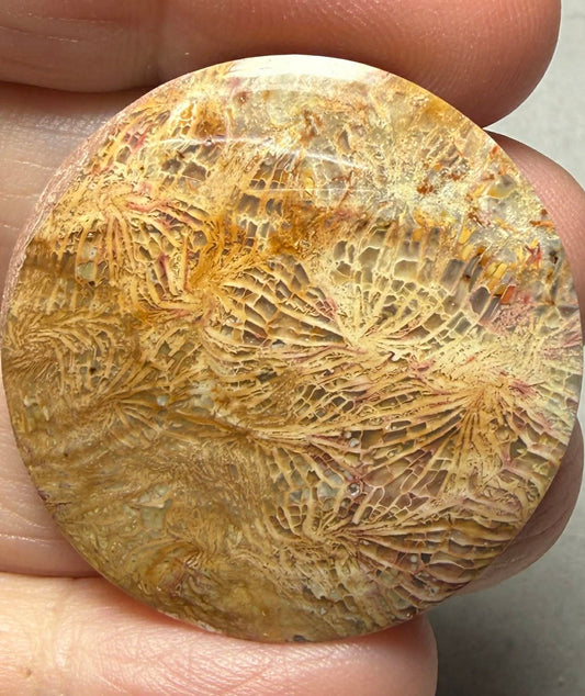 Round 34x34mm Skeletal Fossil Coral Cabochon 49