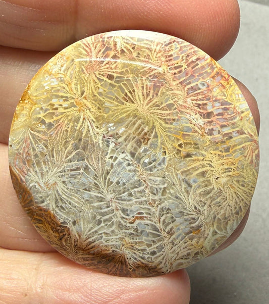 Round 35x35mm Skeletal Fossil Coral Cabochon 50