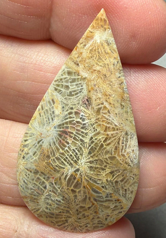 Teardrop 43x23mm Skeletal Fossil Coral Cabochon 52