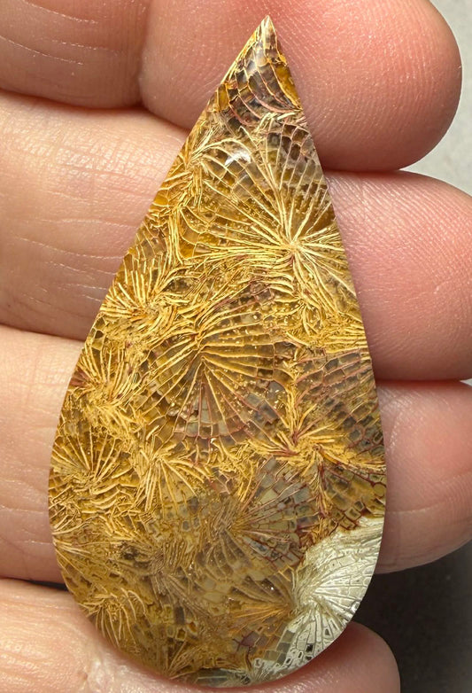 Teardrop 47x24mm Skeletal Fossil Coral Cabochon 53