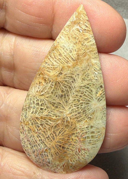 Teardrop 52x26mm Skeletal Fossil Coral Cabochon 54