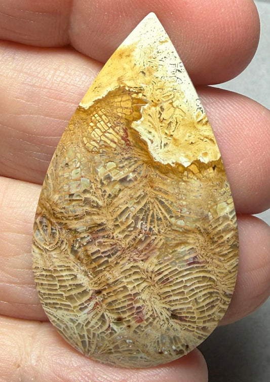 Teardrop 43x25mm Skeletal Fossil Coral Cabochon 56