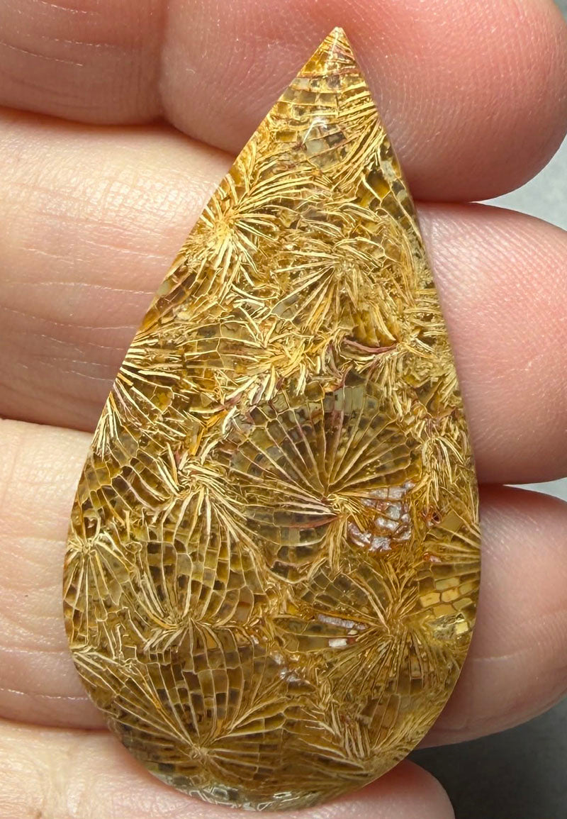 Teardrop 43x23mm Skeletal Fossil Coral Cabochon 57