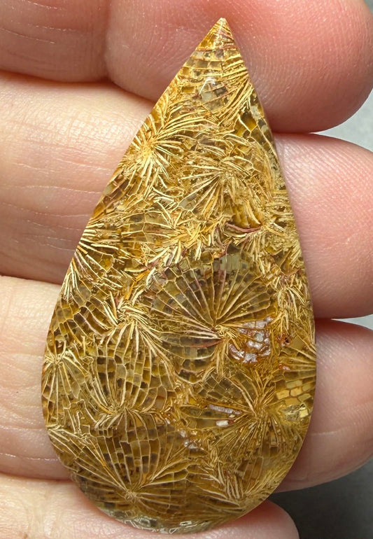Teardrop 43x23mm Skeletal Fossil Coral Cabochon 57
